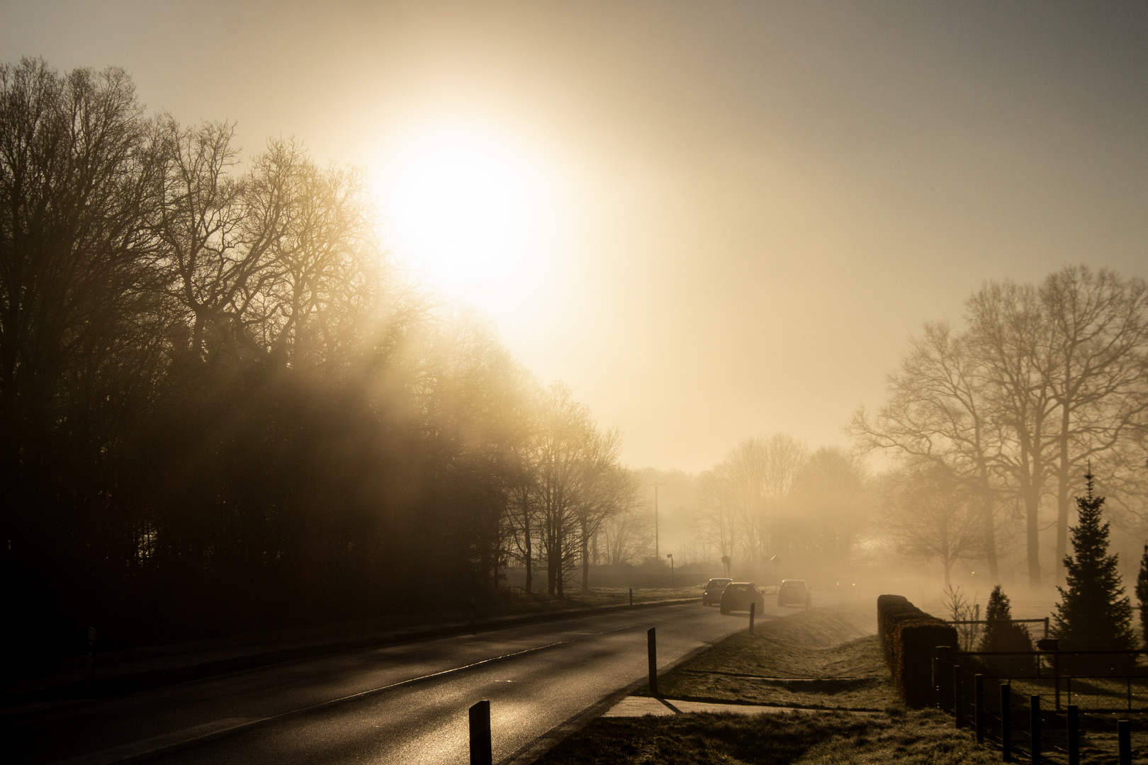 Foggy Morning