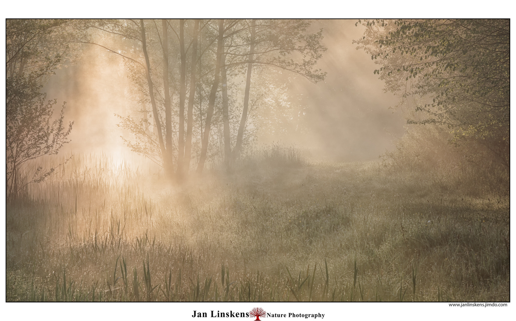 Foggy morning