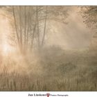 Foggy morning