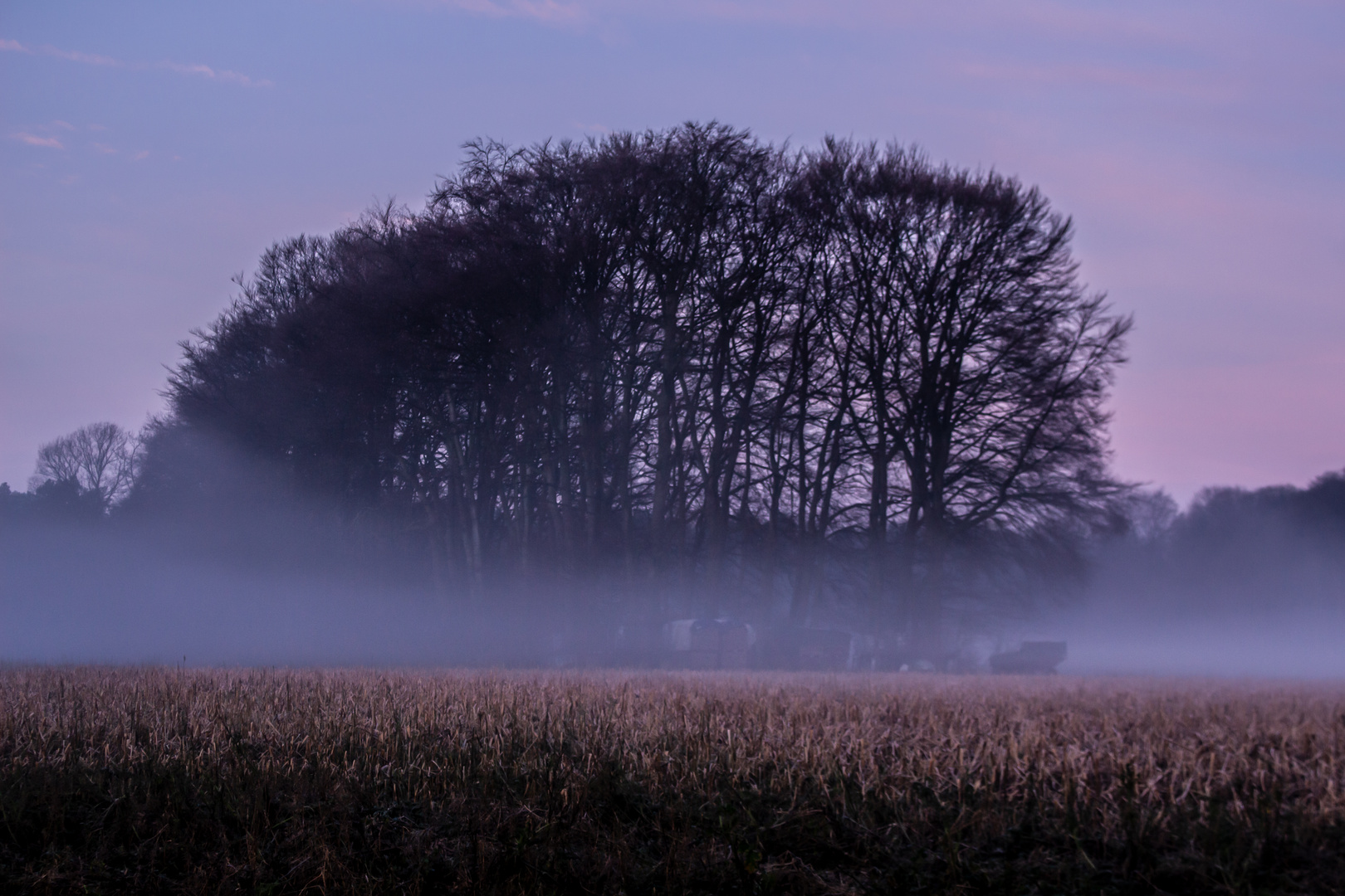 Foggy Morning