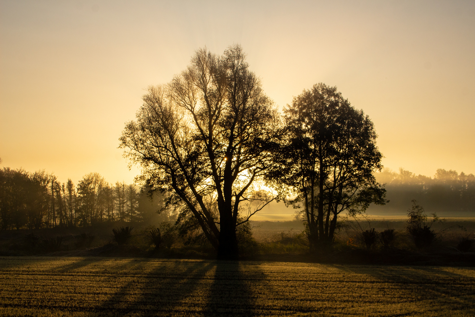 Foggy Morning