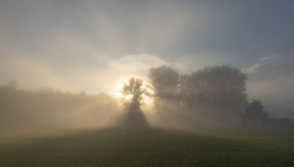 ***  FOGGY MORNING  ***