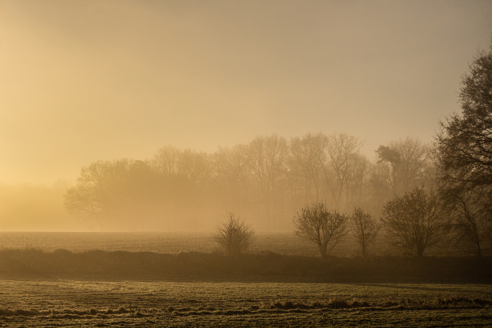 Foggy Morning