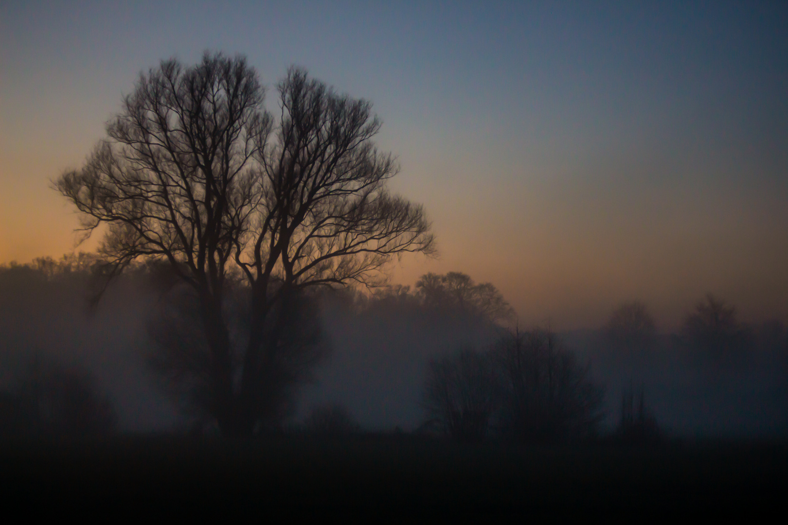 Foggy Morning