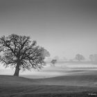 Foggy morning