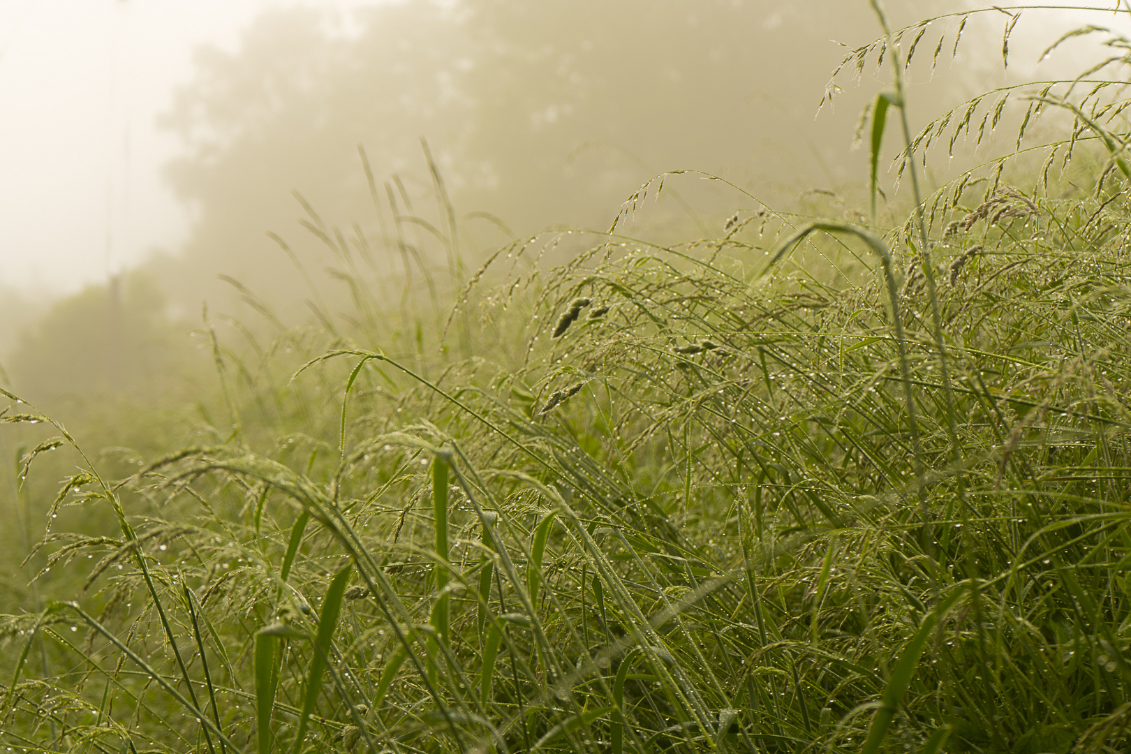 Foggy Morning