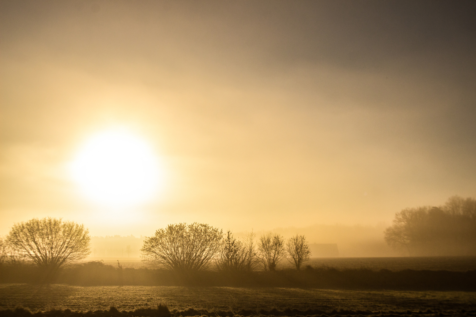 Foggy Morning