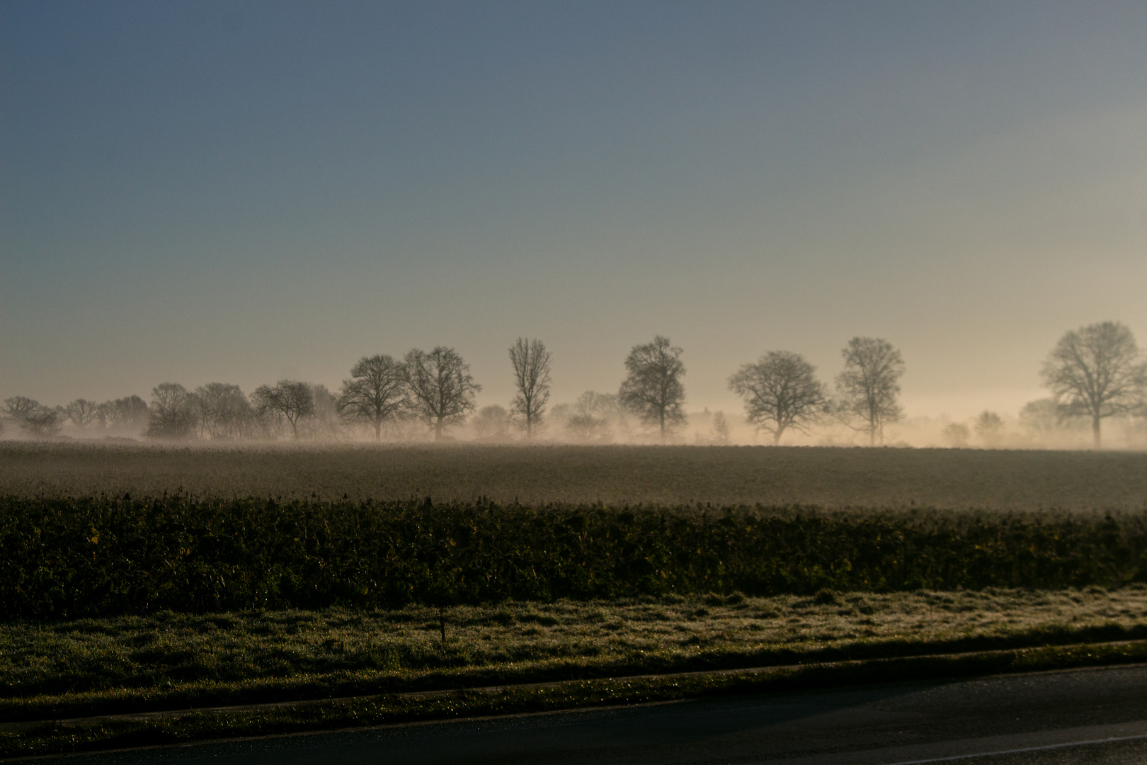 Foggy Morning