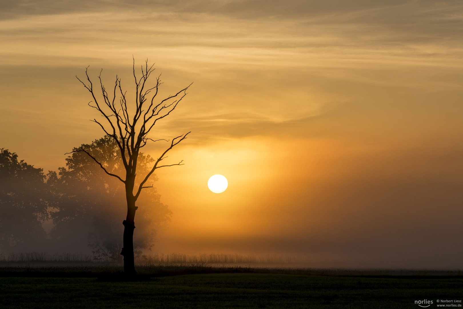 foggy morning