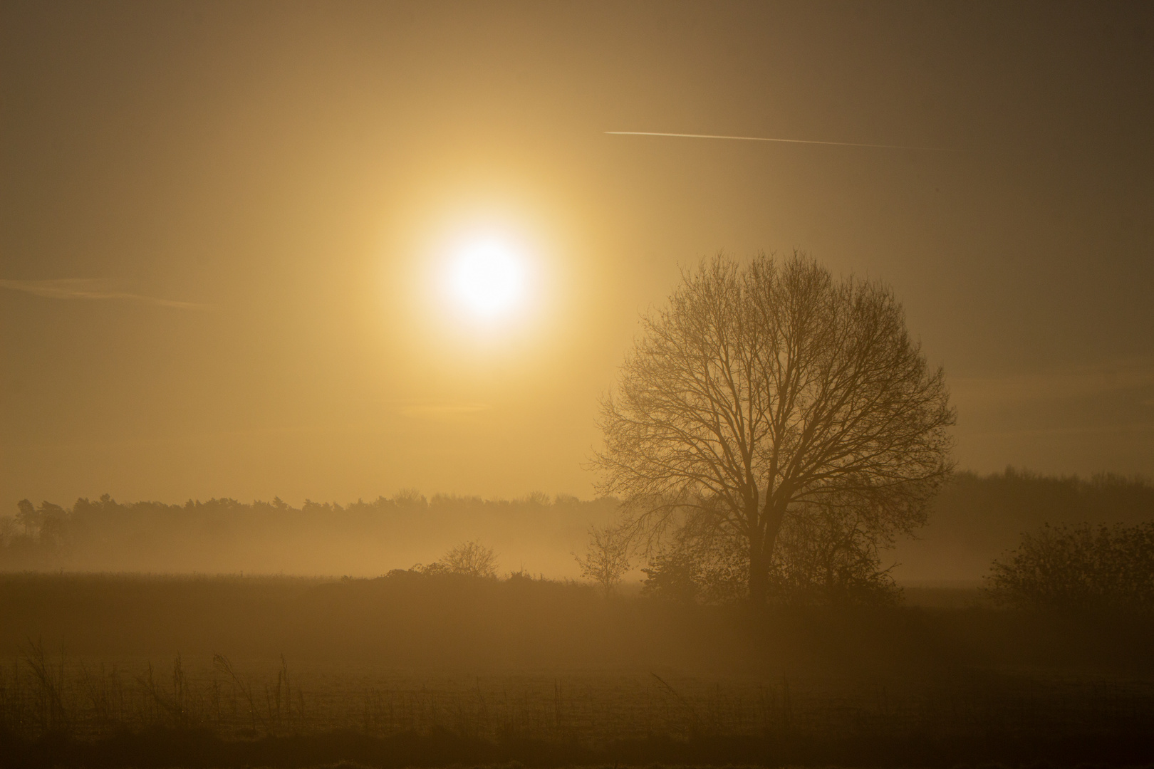 Foggy Morning