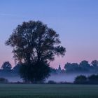 Foggy Morning