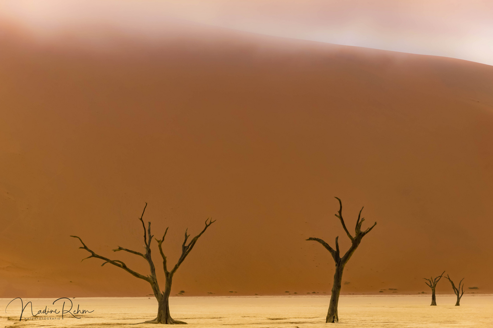 Foggy Morning in dead vlei