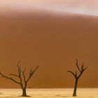 Foggy Morning in dead vlei