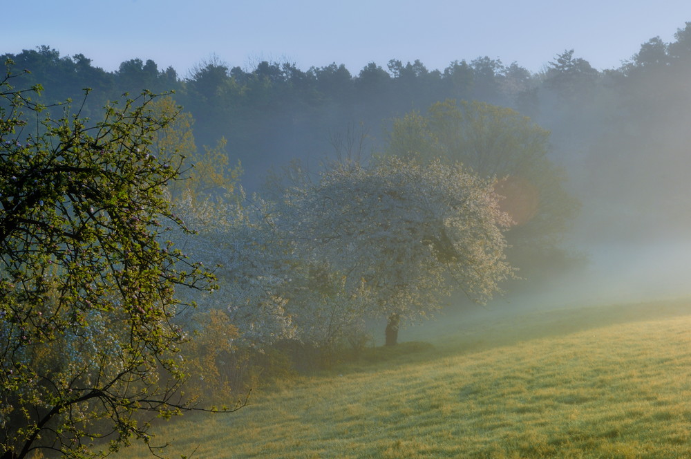 foggy mornings (4)