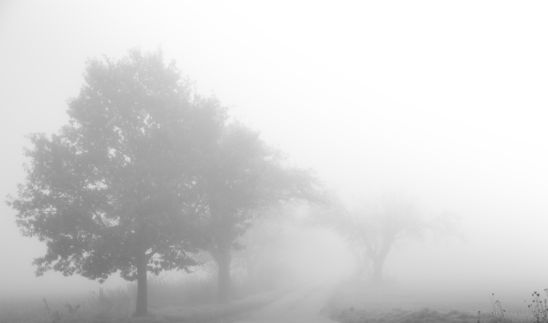 Foggy Road 2