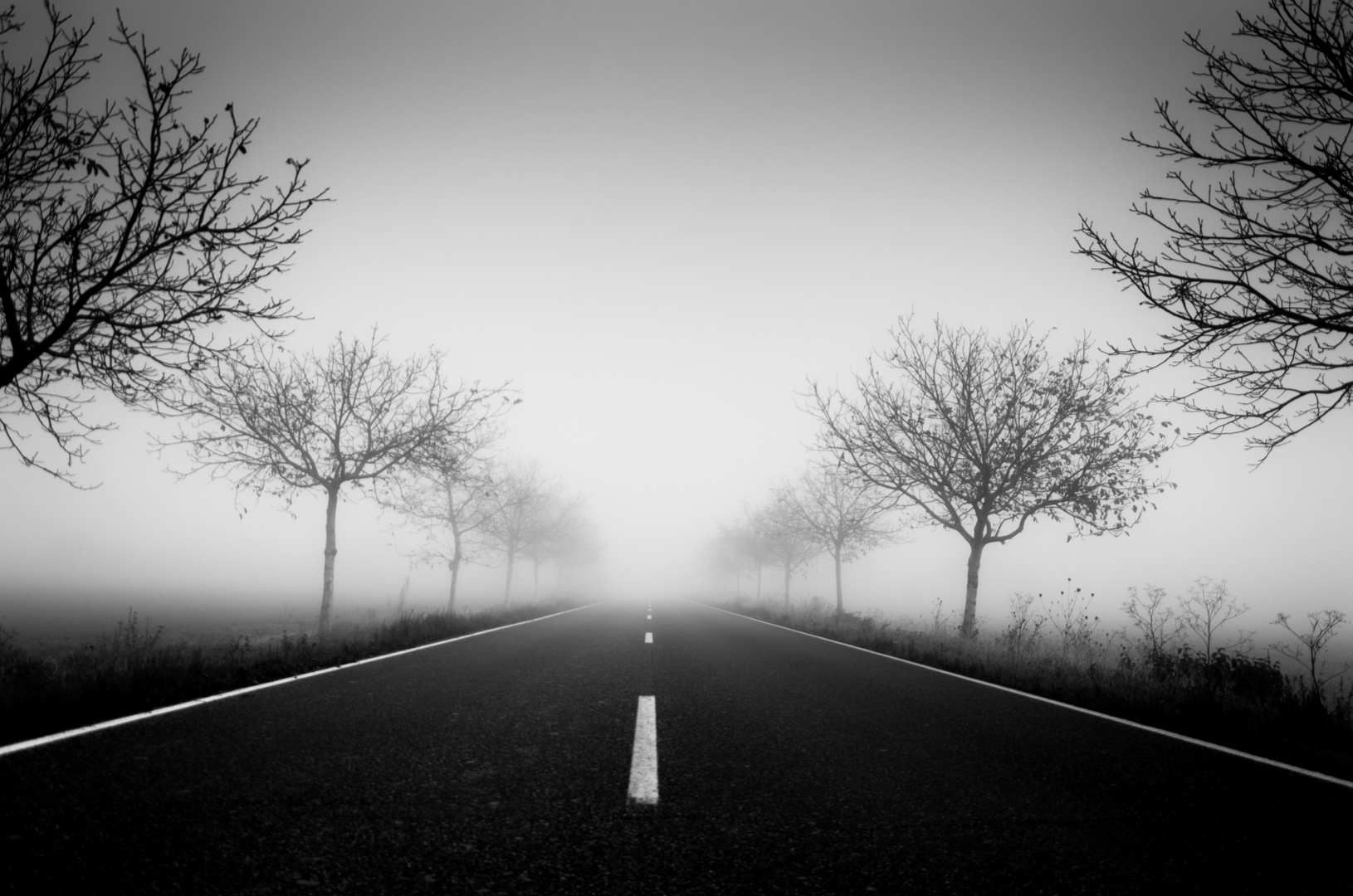 Foggy Road