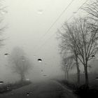 Foggy road