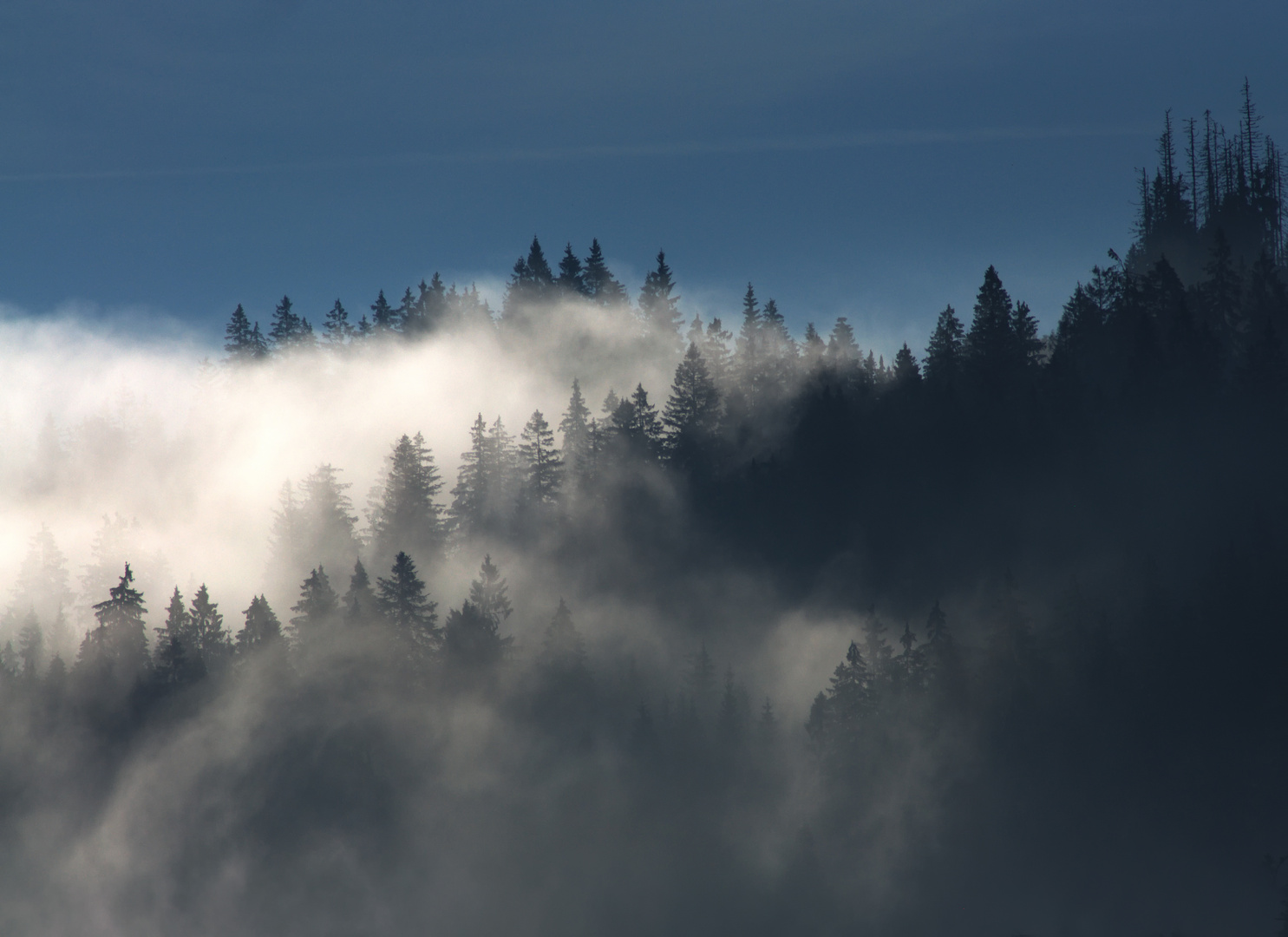 foggy Ruhestein mood - nebeliger Ruhestein reload