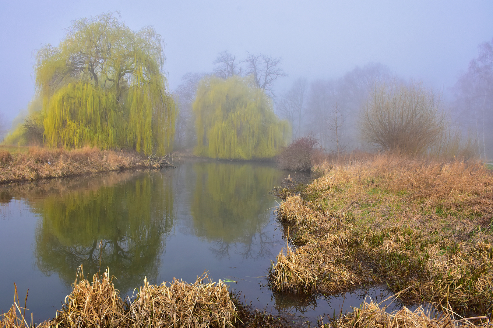 Foggy Springtime