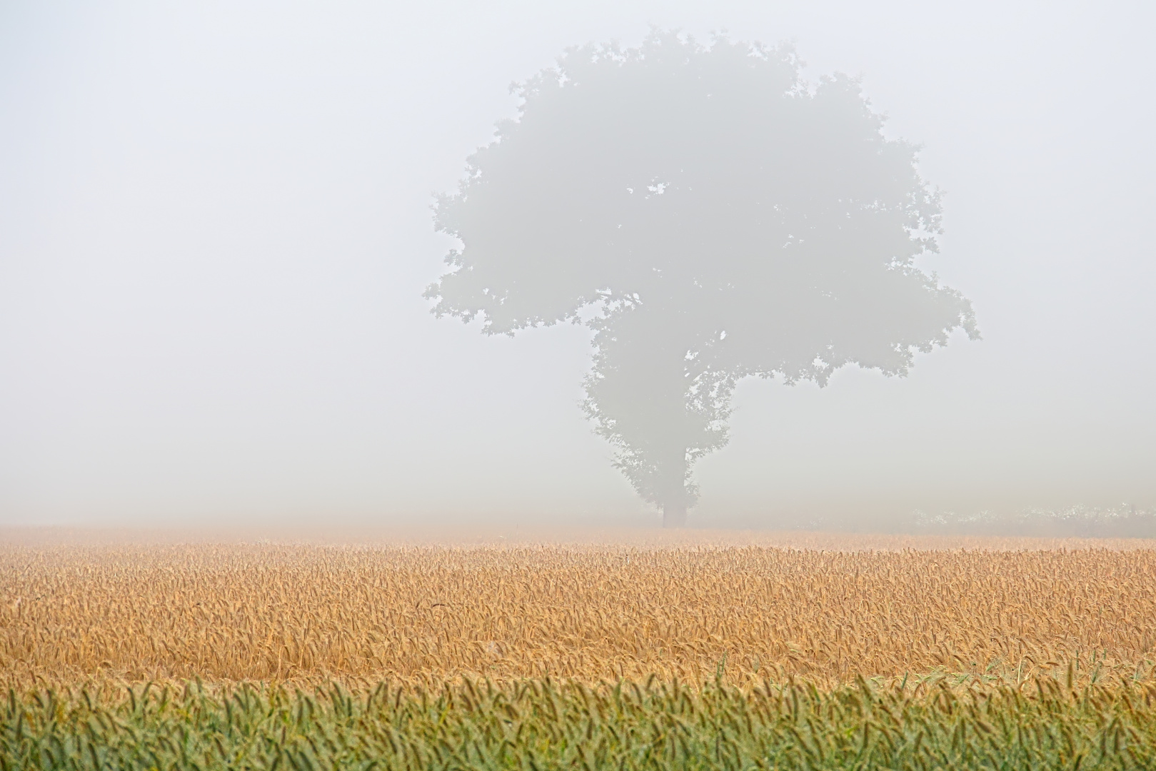 foggy Summer in colour