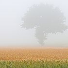 foggy Summer in colour