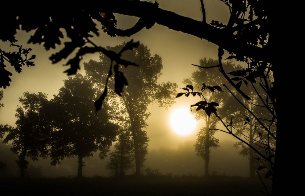 foggy sunrise