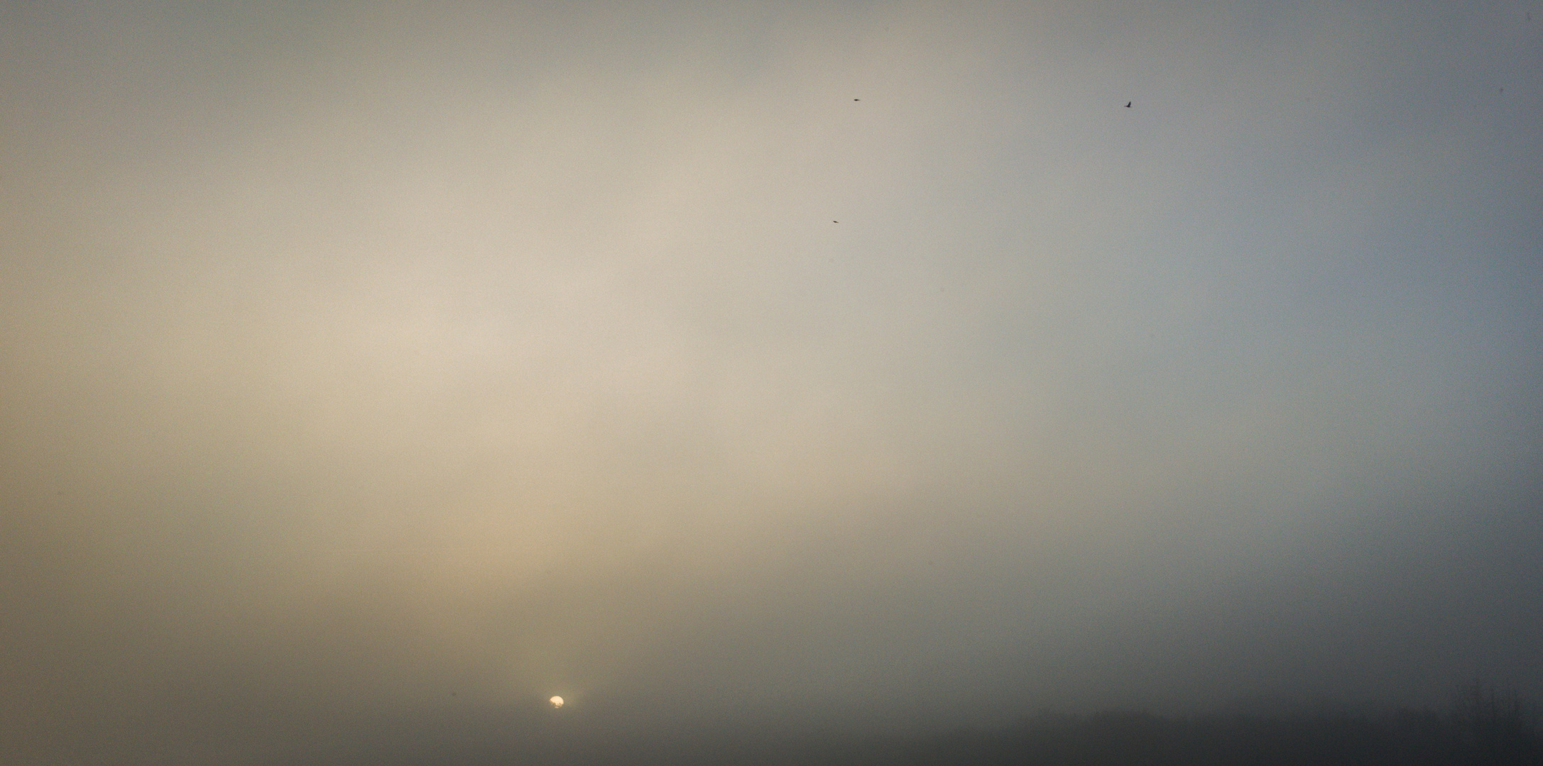 Foggy sunrise