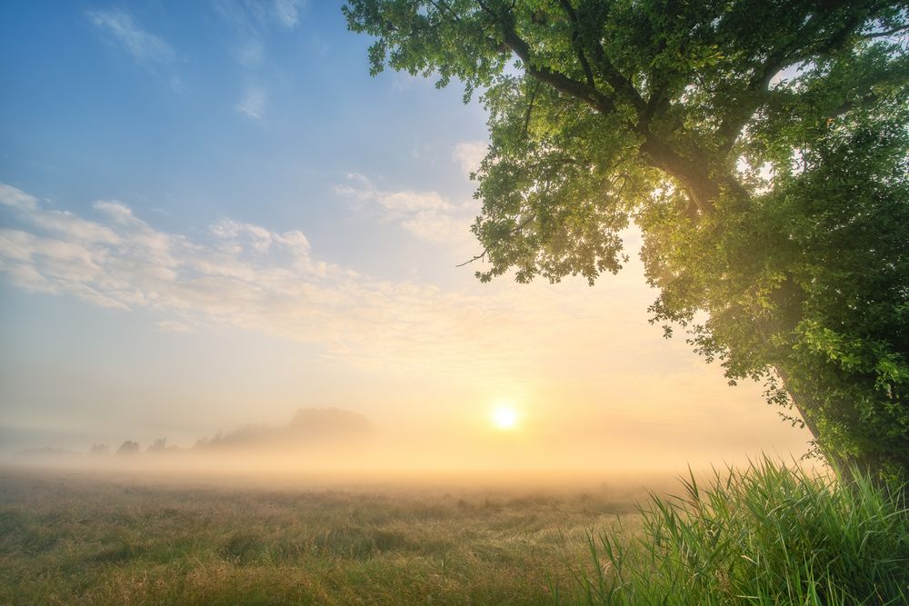 Foggy Sunrise