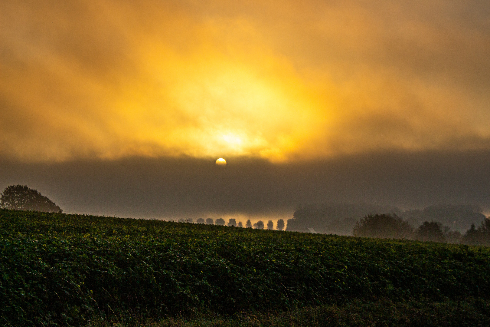 Foggy Sunrise