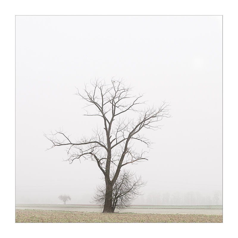 foggy tree 1