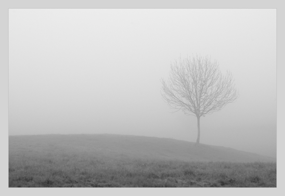 foggy tree