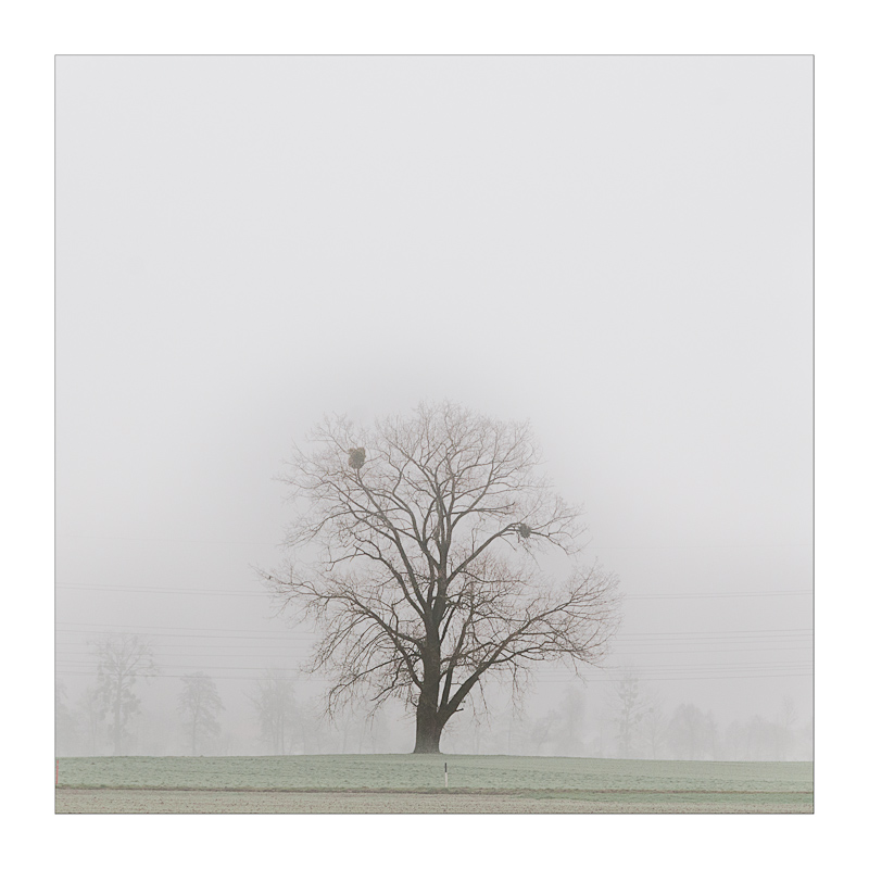 foggy tree 2