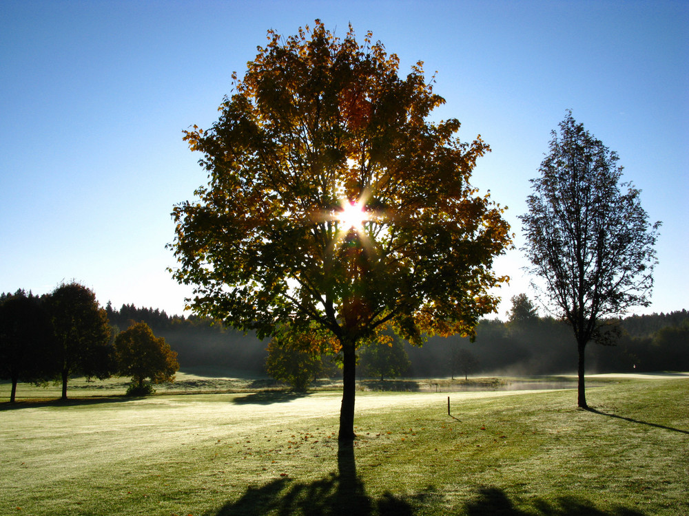 foggy tree