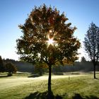 foggy tree