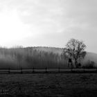 Foggy Tree