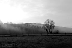 Foggy Tree