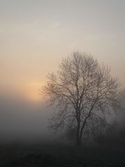 Foggy TreeLandscape