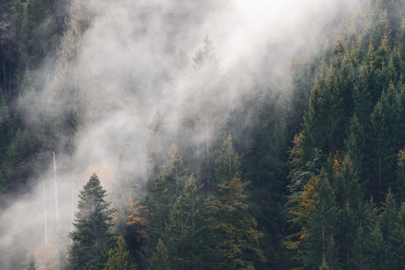 Foggy trees