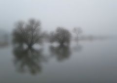 Foggy Trees