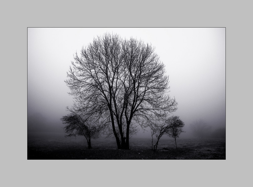 Foggy Trees