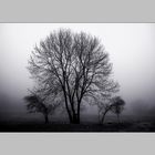 Foggy Trees