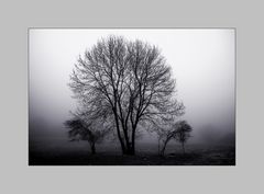 Foggy Trees