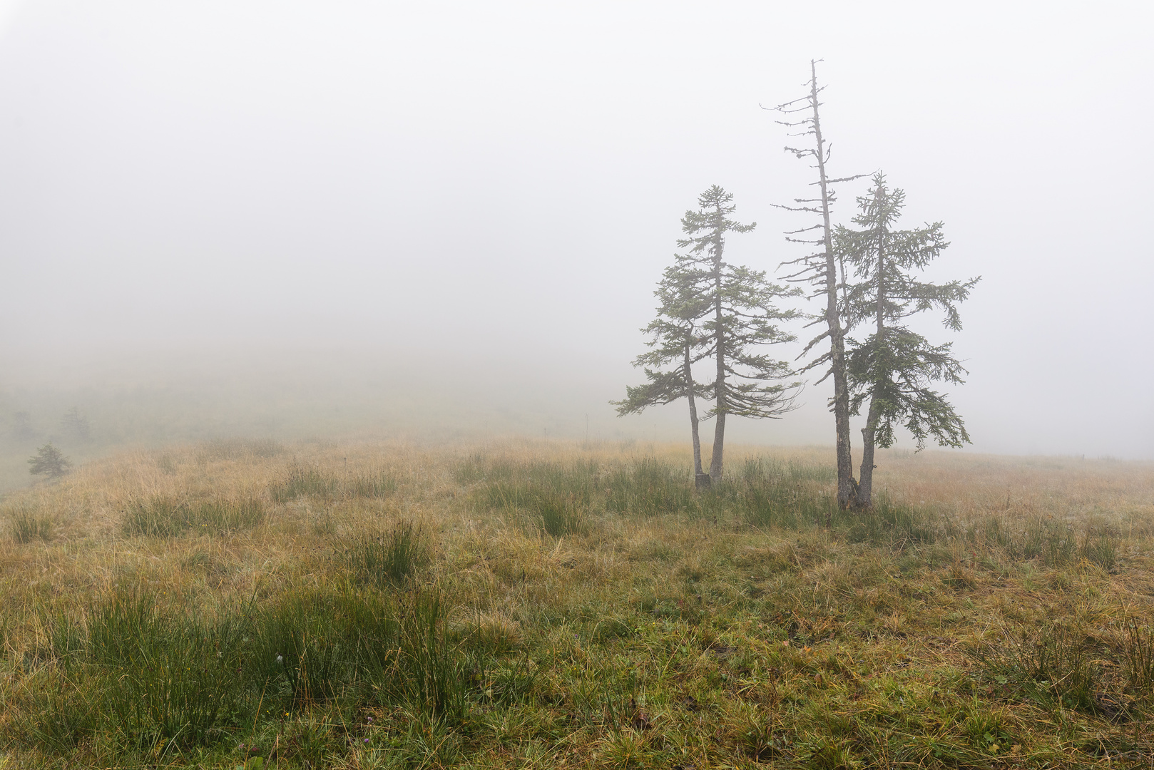 Foggy trees