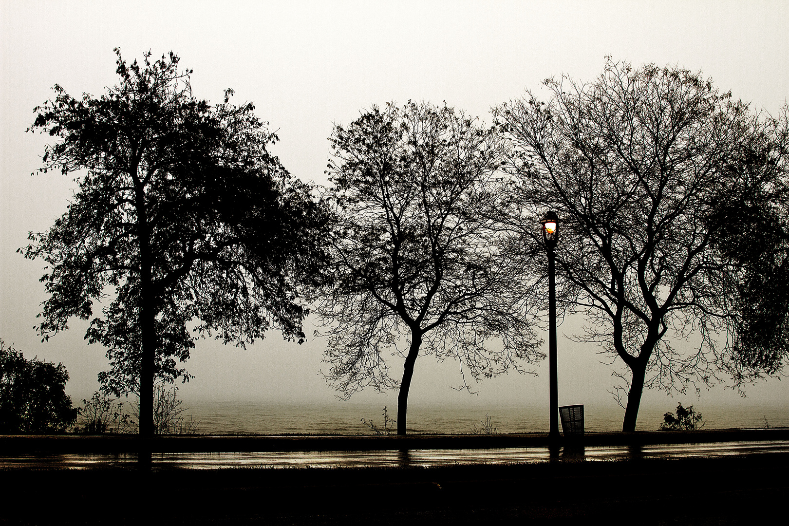 foggy trees