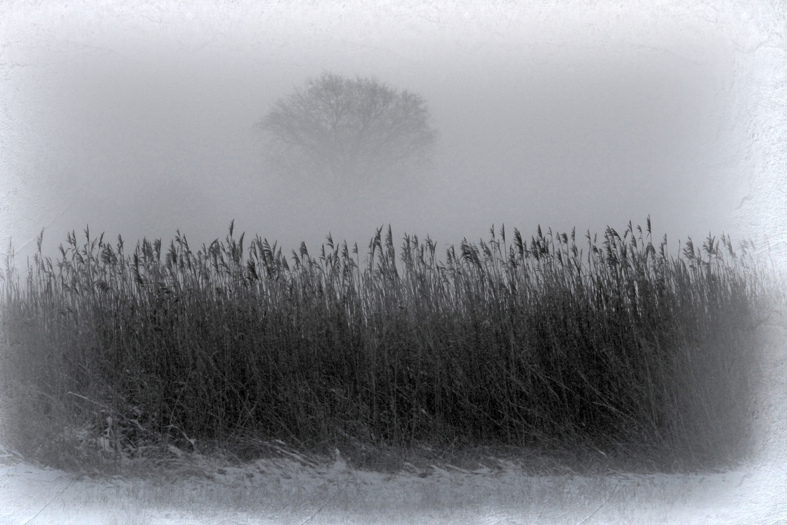 foggy winter day II
