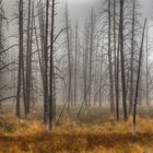 Foggy Yellowstone