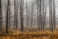 Foggy Yellowstone
