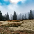 Foggy_Place