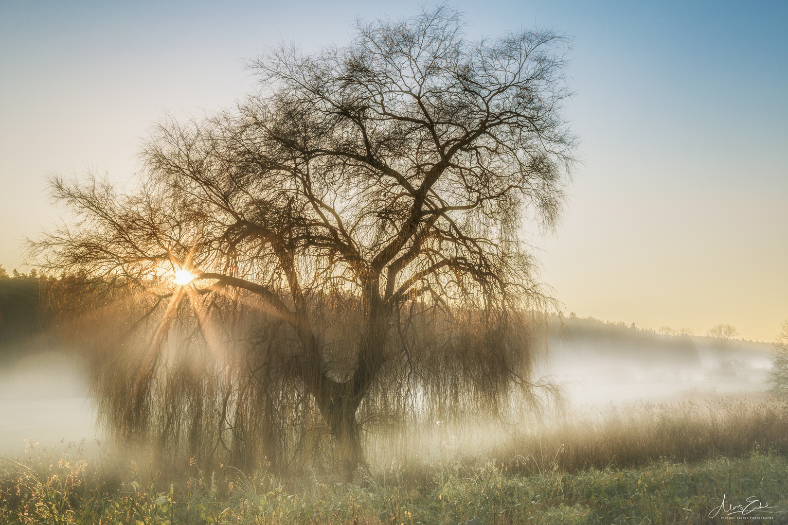 Foggy:Tree