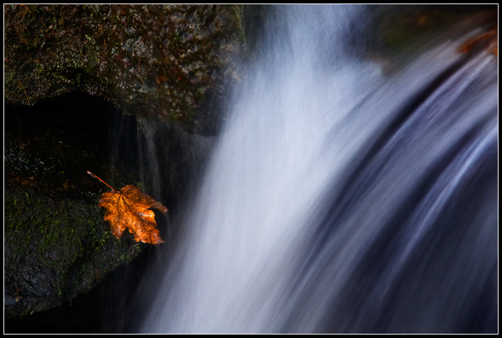 Foglia autunnale